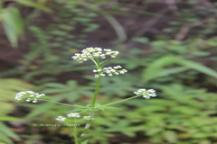 Valeriana leschenaultii